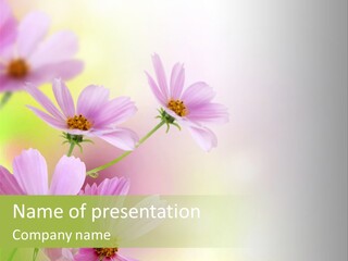 Isolated Wallpaper Close Up PowerPoint Template