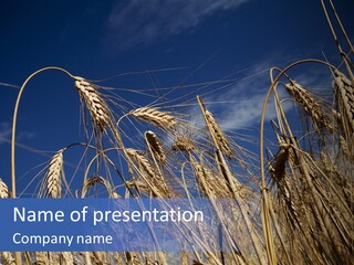 Field Growing Seed PowerPoint Template