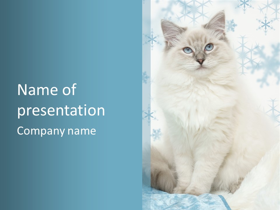 Kitten Pampered Snowflakes PowerPoint Template