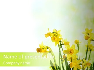 Narcissus Yellow Celebrate PowerPoint Template