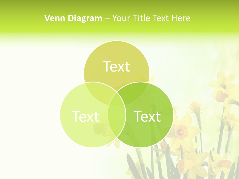 Narcissus Yellow Celebrate PowerPoint Template