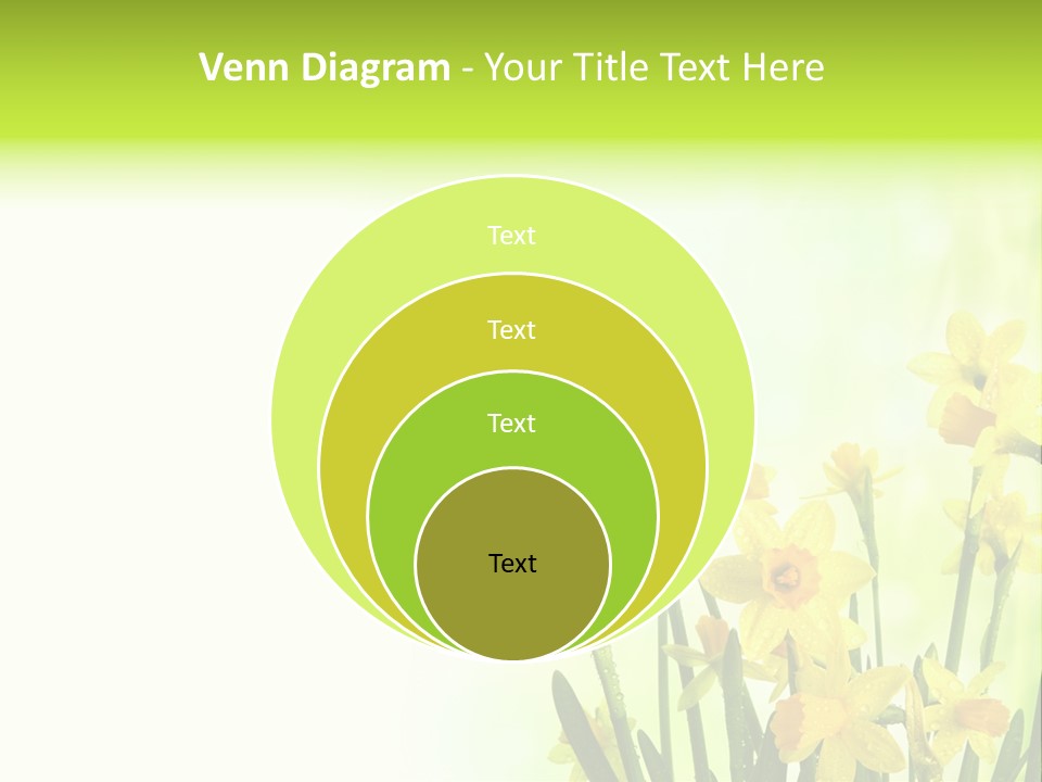 Narcissus Yellow Celebrate PowerPoint Template
