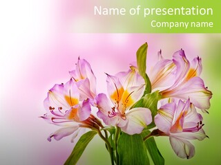 Pink Cut Beautiful PowerPoint Template