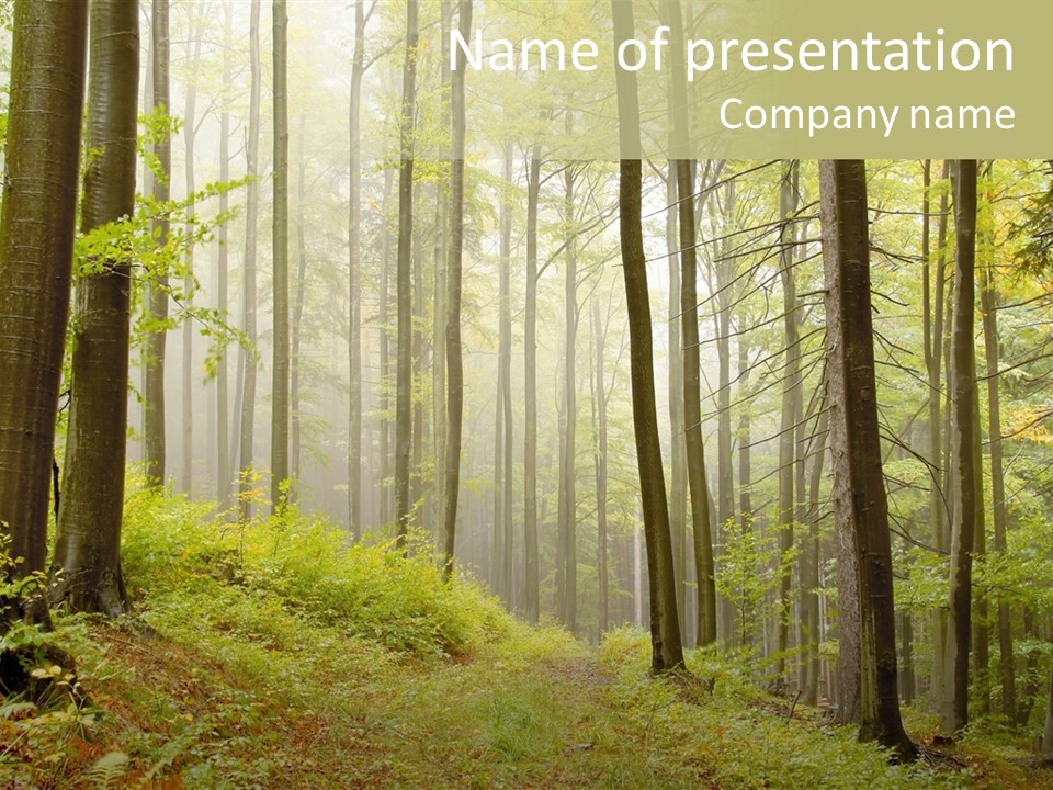 Vivid Branch Leaf PowerPoint Template