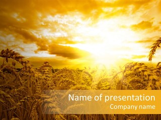 Field Light Bright PowerPoint Template