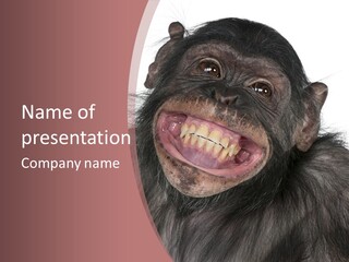 Happiness White Background Animal Themes PowerPoint Template