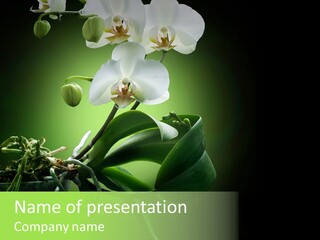 Decorative Exotic Beautiful PowerPoint Template