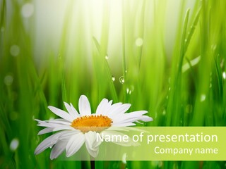 Close Up Daisy Herb PowerPoint Template