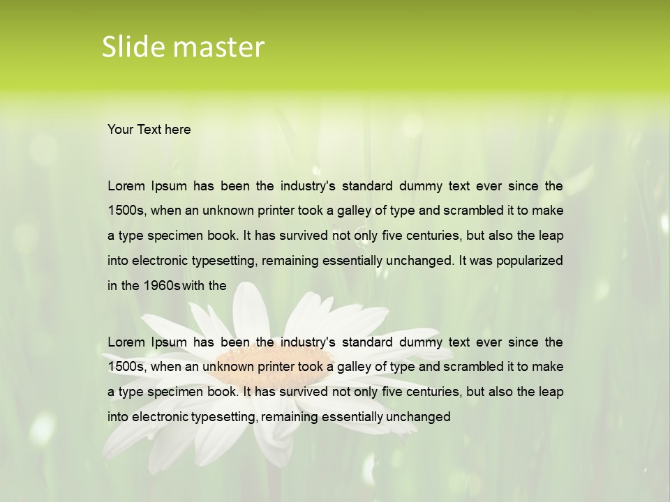 Close Up Daisy Herb PowerPoint Template