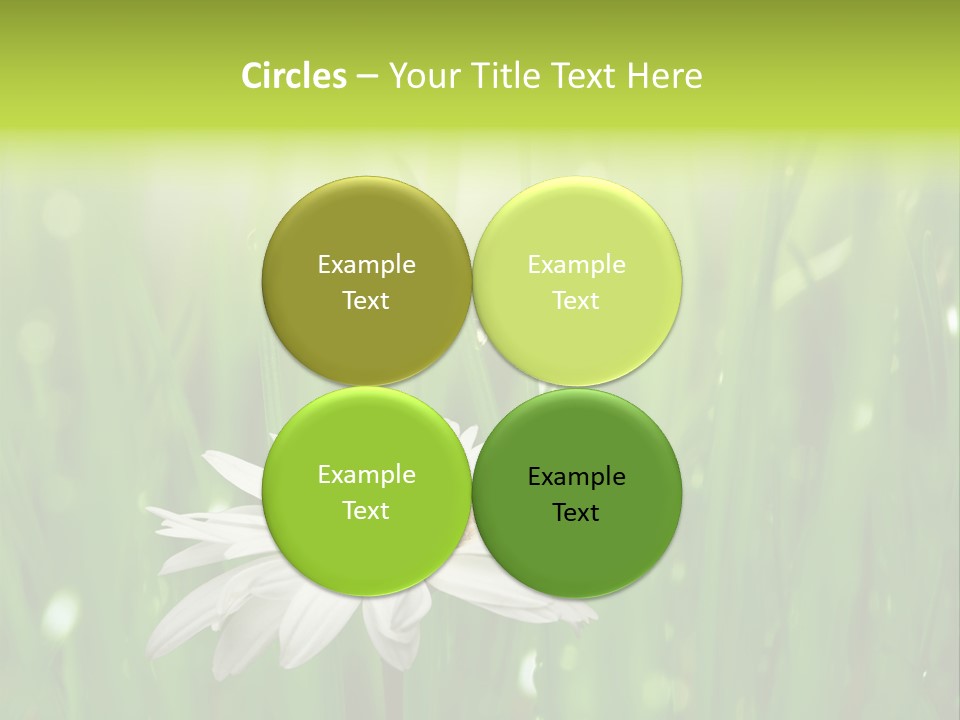 Close Up Daisy Herb PowerPoint Template