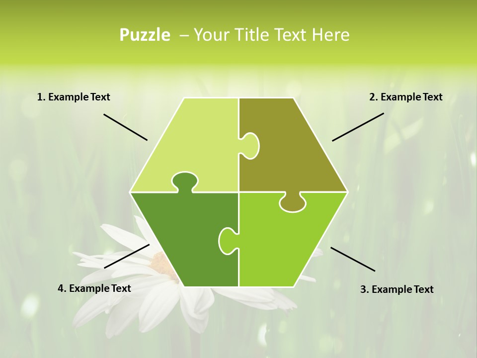 Close Up Daisy Herb PowerPoint Template