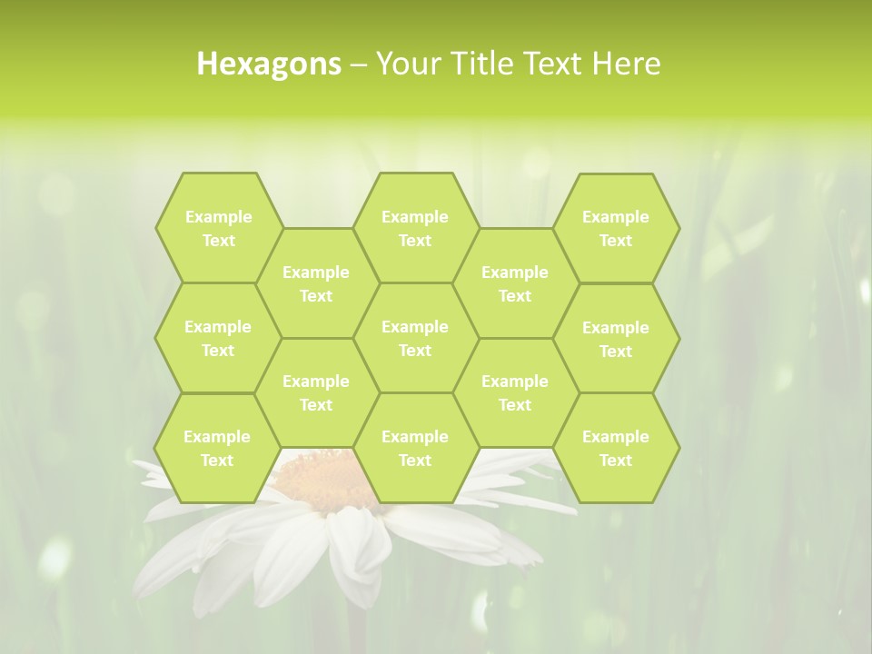 Close Up Daisy Herb PowerPoint Template