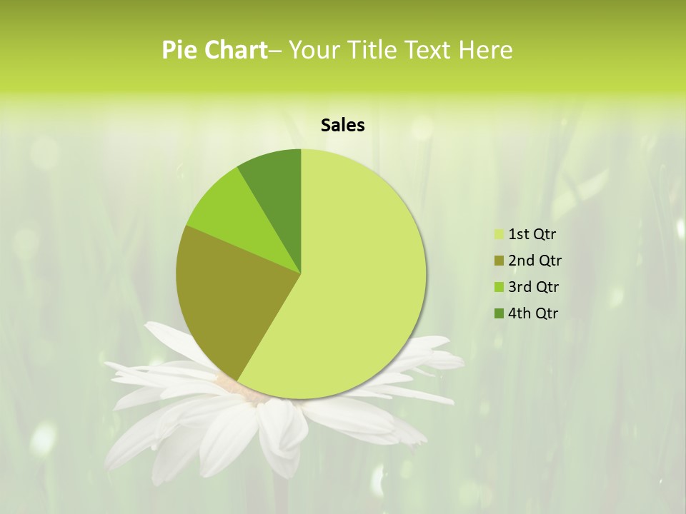 Close Up Daisy Herb PowerPoint Template