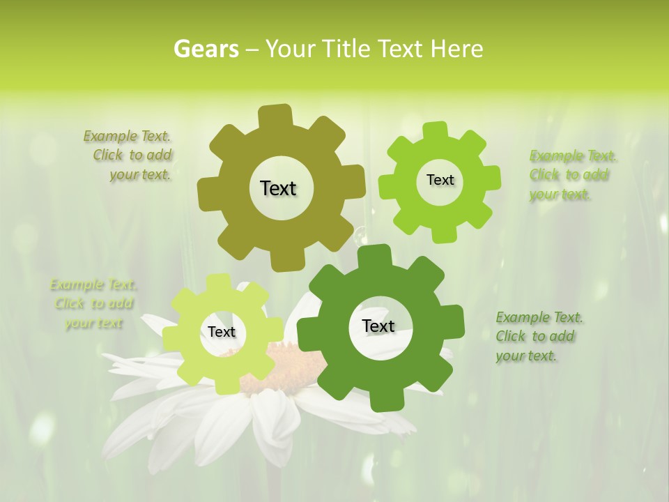 Close Up Daisy Herb PowerPoint Template
