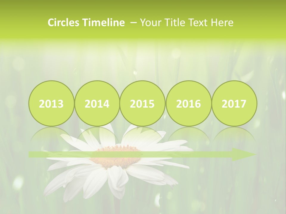 Close Up Daisy Herb PowerPoint Template