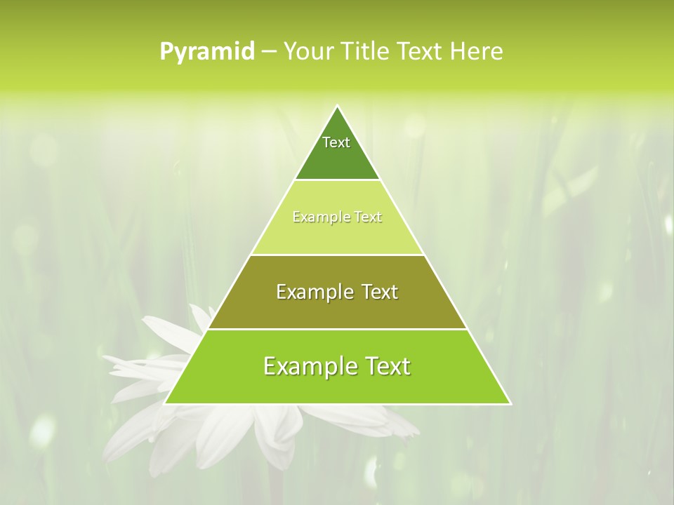 Close Up Daisy Herb PowerPoint Template