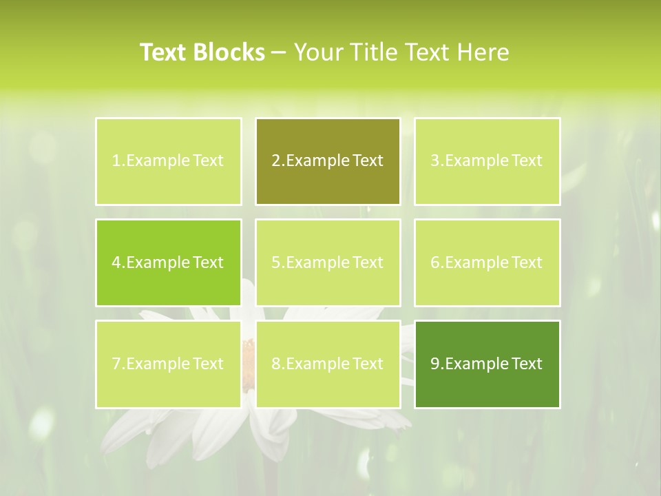 Close Up Daisy Herb PowerPoint Template