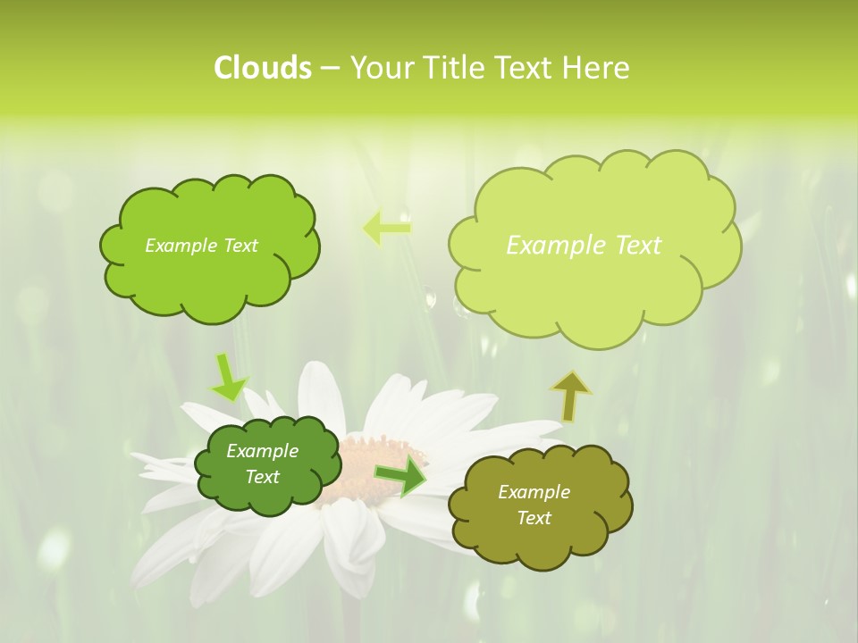 Close Up Daisy Herb PowerPoint Template