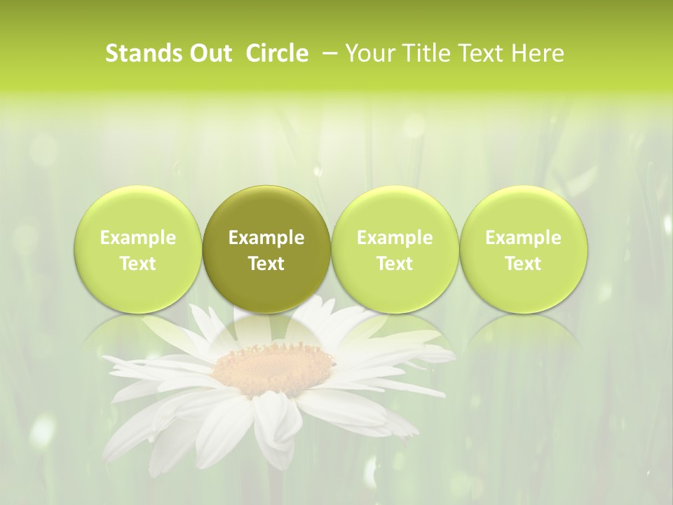 Close Up Daisy Herb PowerPoint Template