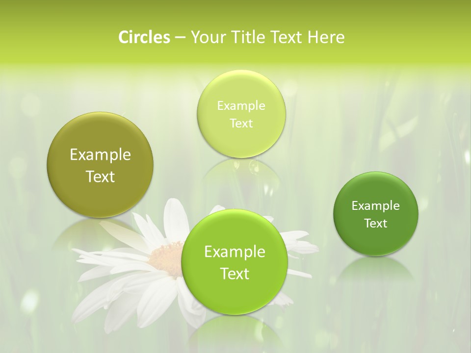 Close Up Daisy Herb PowerPoint Template