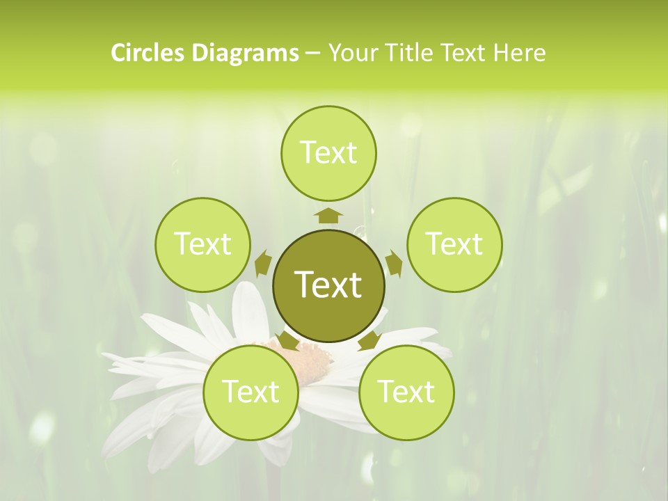 Close Up Daisy Herb PowerPoint Template