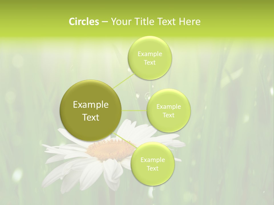 Close Up Daisy Herb PowerPoint Template
