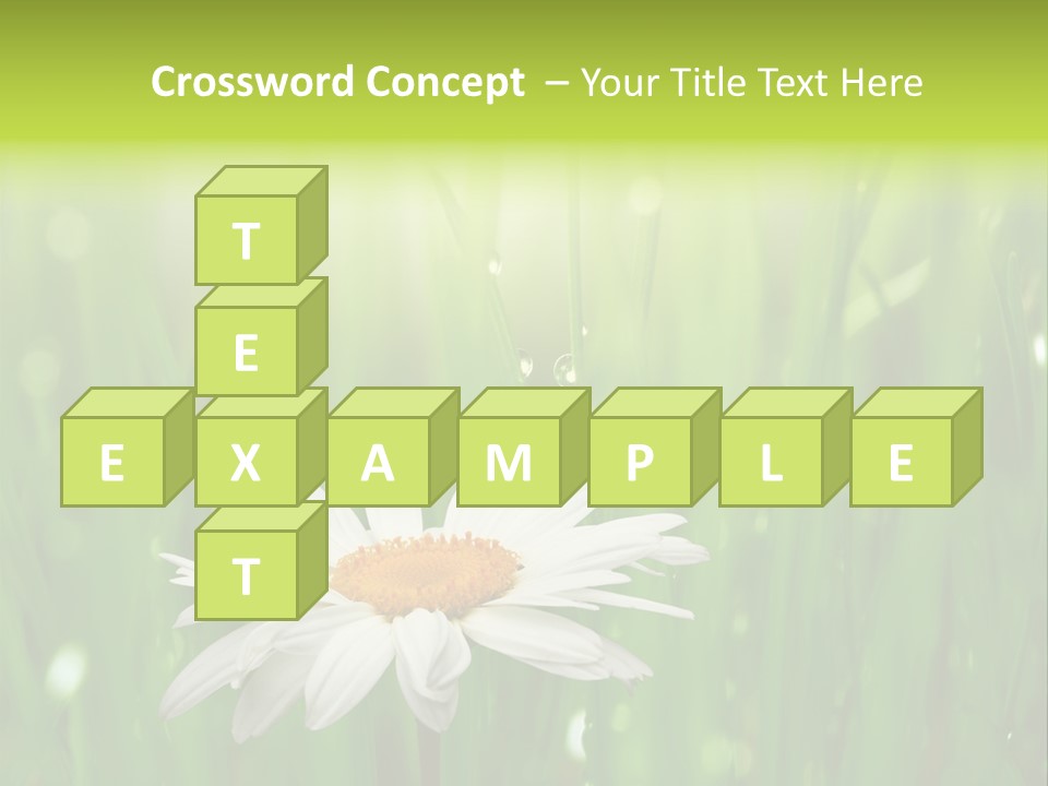 Close Up Daisy Herb PowerPoint Template