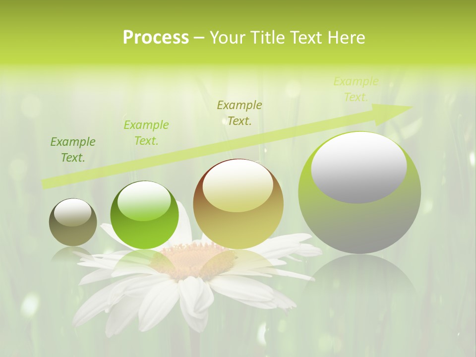 Close Up Daisy Herb PowerPoint Template