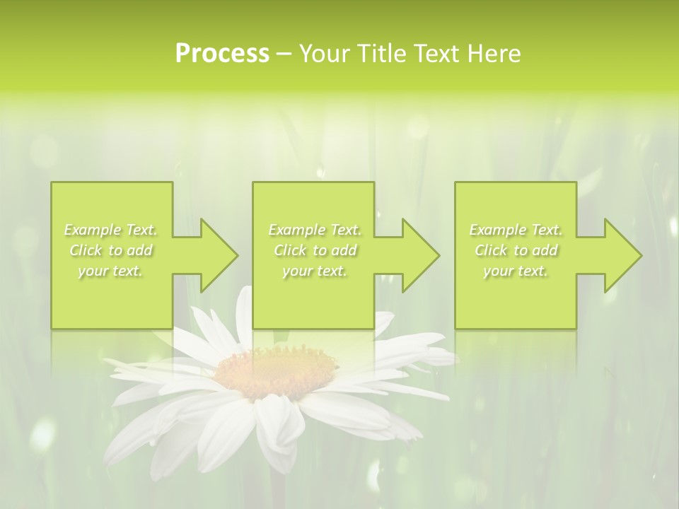 Close Up Daisy Herb PowerPoint Template