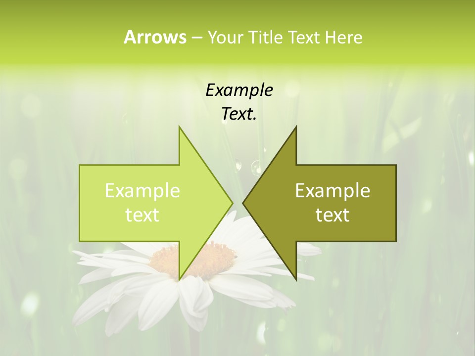 Close Up Daisy Herb PowerPoint Template