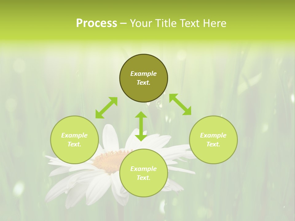 Close Up Daisy Herb PowerPoint Template