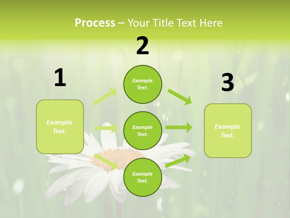 Close Up Daisy Herb PowerPoint Template