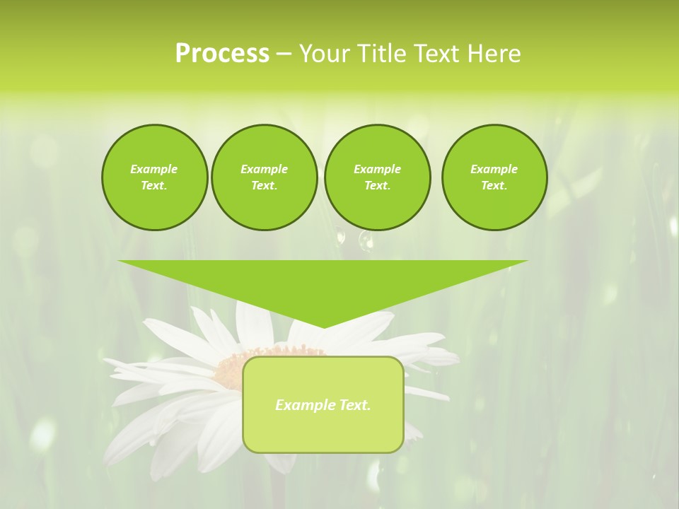 Close Up Daisy Herb PowerPoint Template