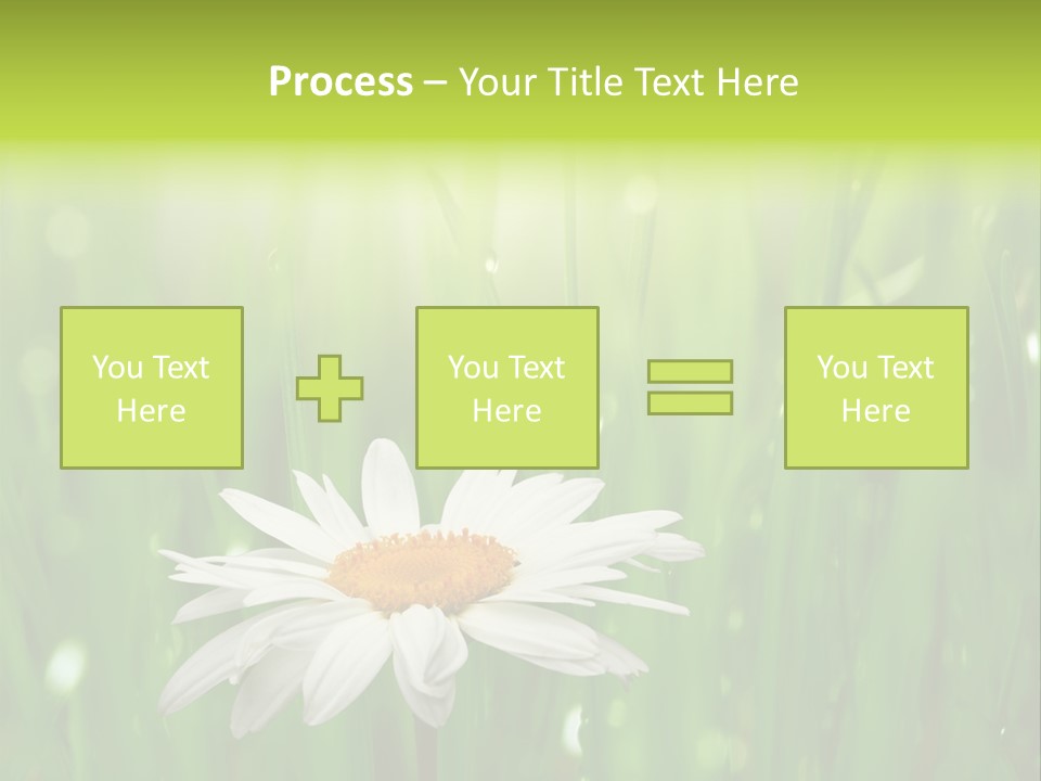 Close Up Daisy Herb PowerPoint Template