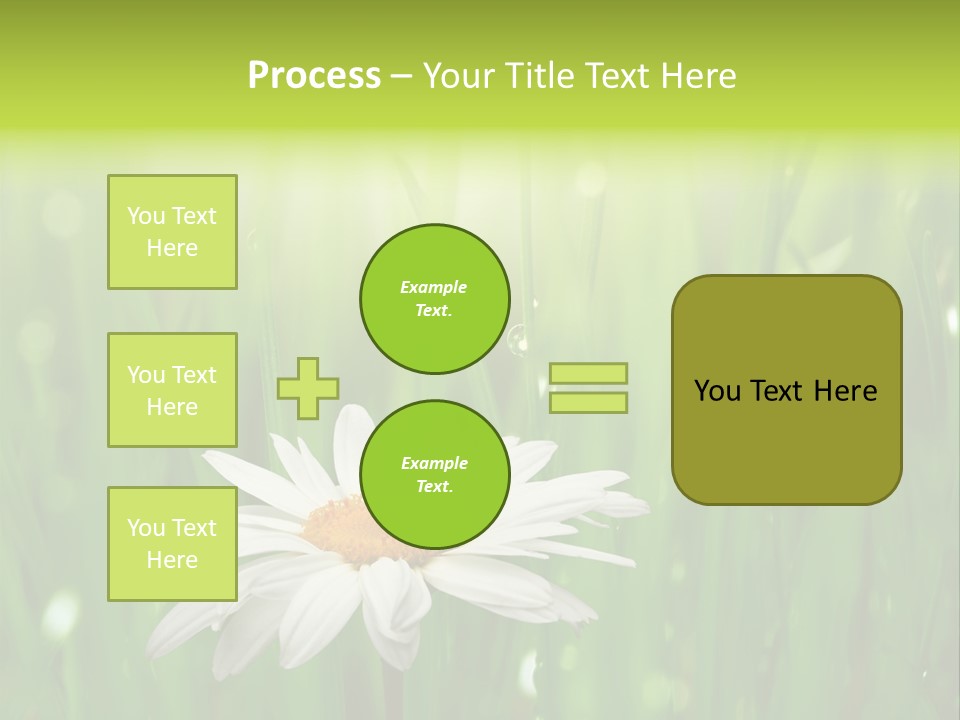 Close Up Daisy Herb PowerPoint Template