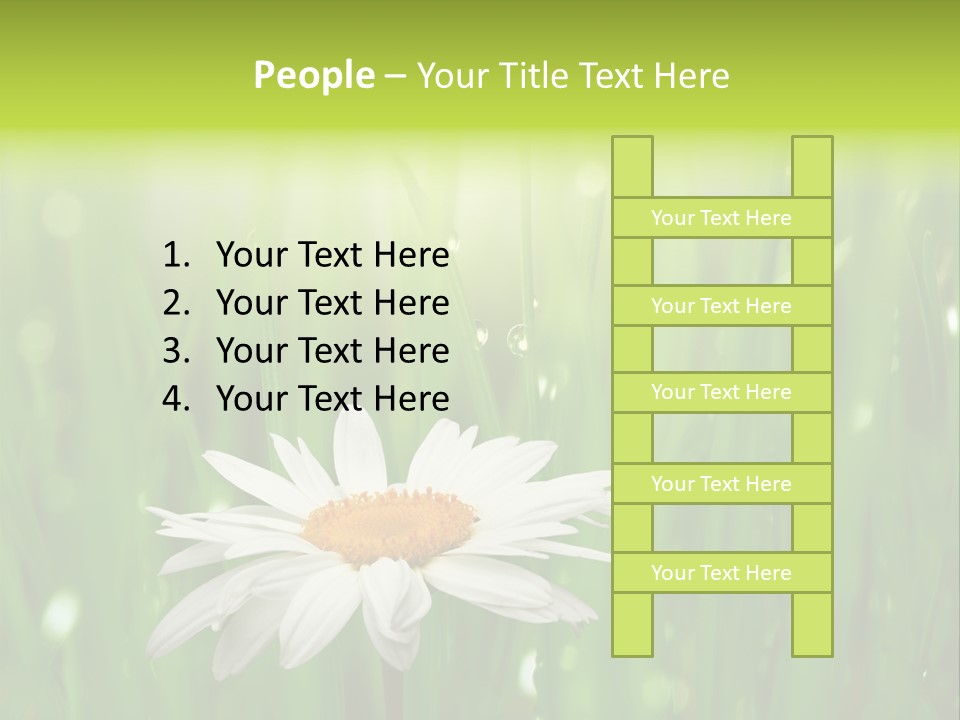 Close Up Daisy Herb PowerPoint Template