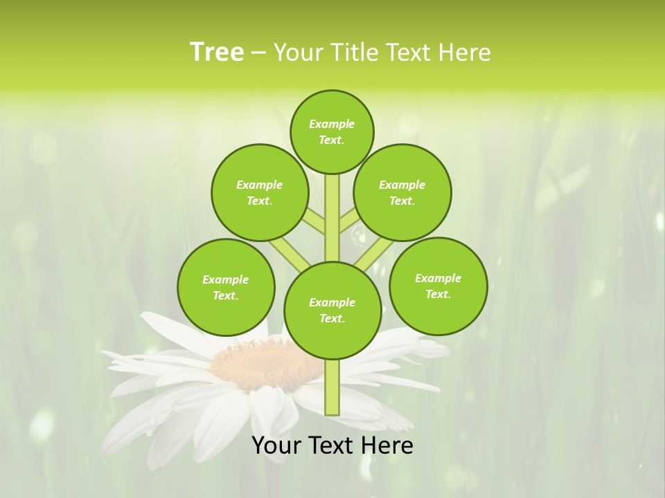 Close Up Daisy Herb PowerPoint Template