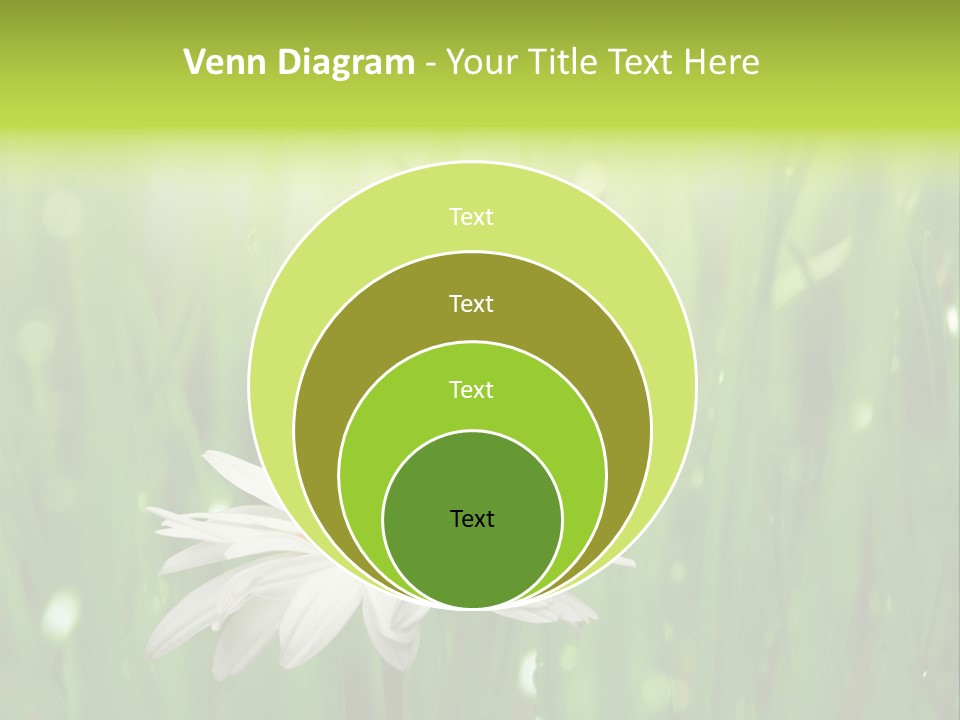 Close Up Daisy Herb PowerPoint Template
