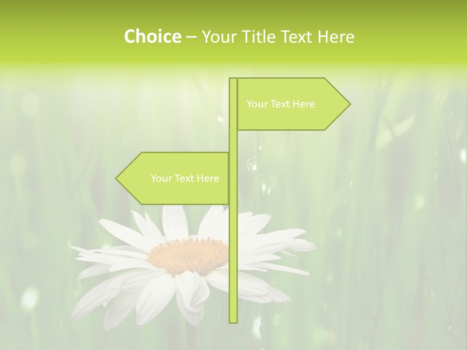 Close Up Daisy Herb PowerPoint Template