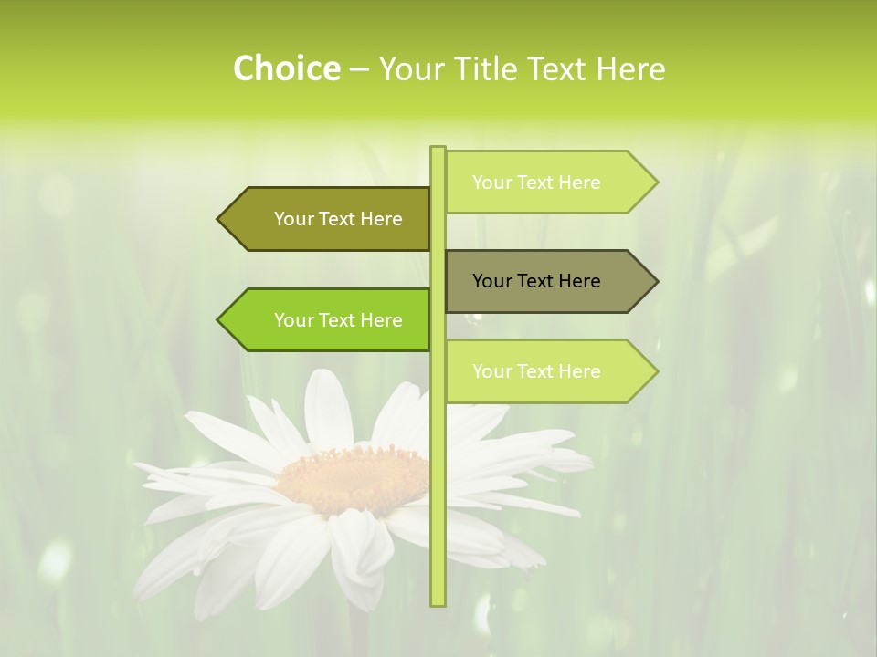 Close Up Daisy Herb PowerPoint Template