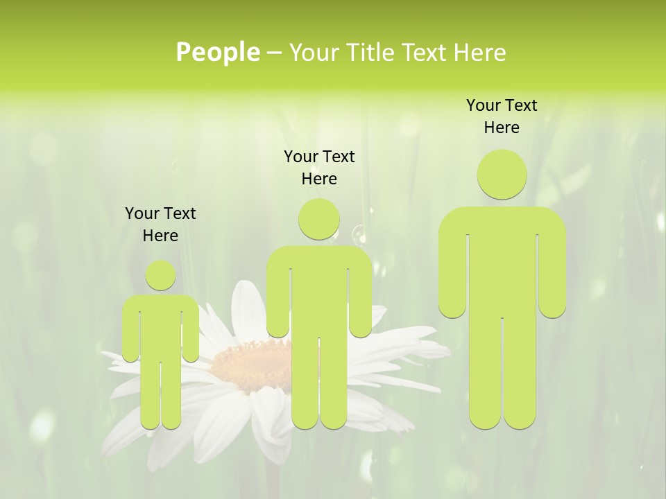 Close Up Daisy Herb PowerPoint Template