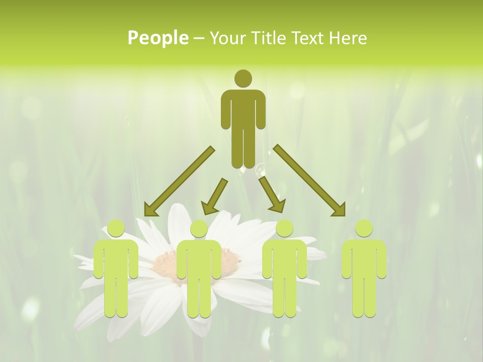Close Up Daisy Herb PowerPoint Template
