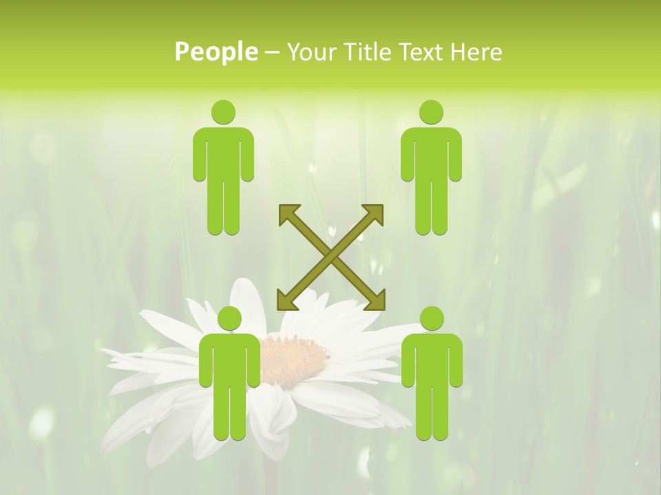 Close Up Daisy Herb PowerPoint Template