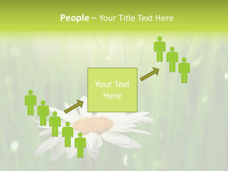 Close Up Daisy Herb PowerPoint Template