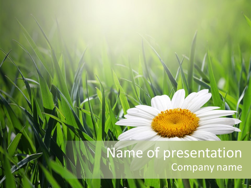 Sunlight Herbal Growth PowerPoint Template