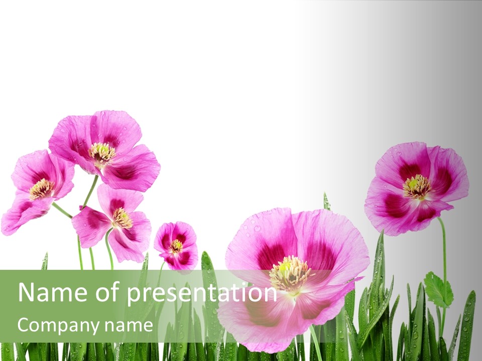 Bloom Pink Flower PowerPoint Template