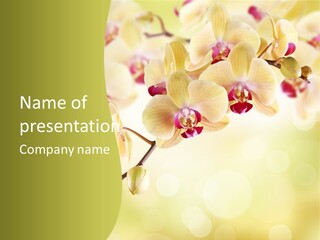 Nature Light Bokeh PowerPoint Template