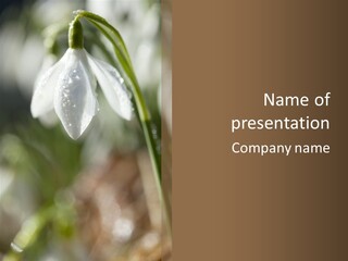 Valentines Life Plant PowerPoint Template