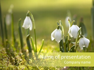 Sparkle Plant Spring PowerPoint Template