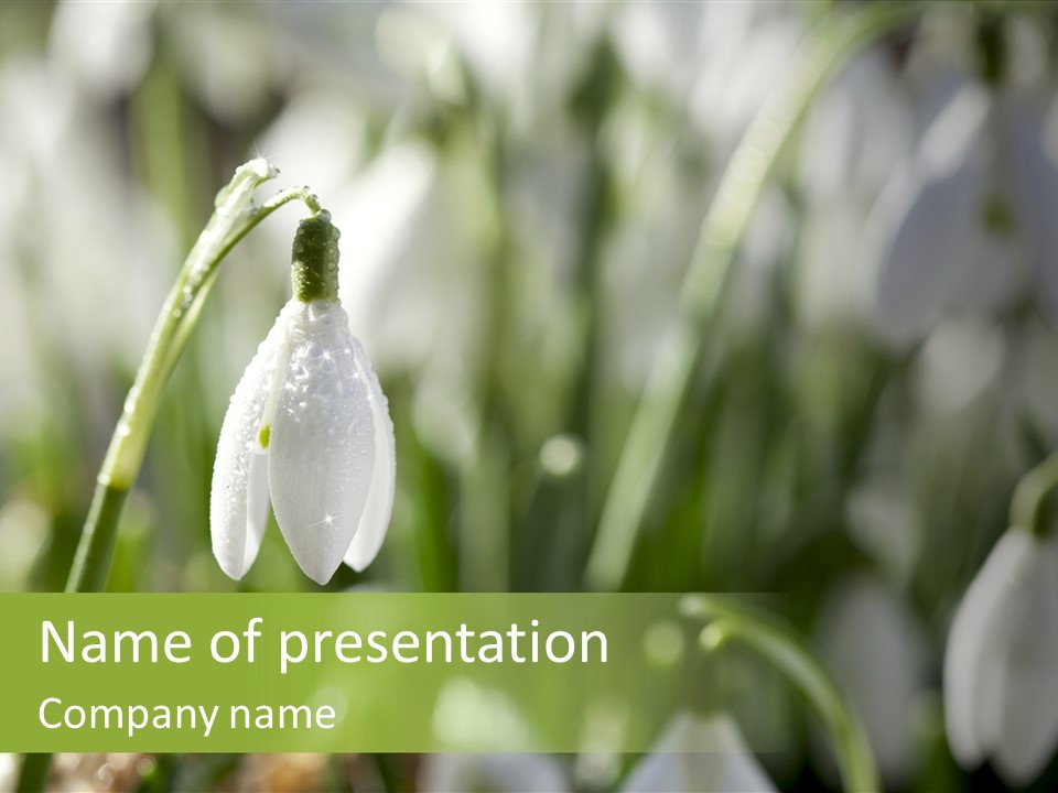 Scintillate Plant Grass PowerPoint Template